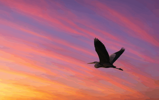 Airone in volo al tramonto - una del mondo, life coaching per la rinascita personale